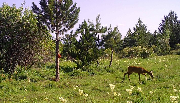 Çorum'daki yaban hayatı fotokapana yansıdı (8)