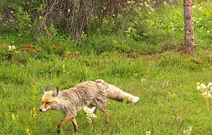 Çorum'daki yaban hayatı fotokapana yansıdı (9)