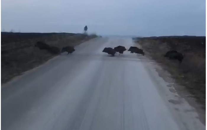 Domuzlar sürü halinde dolaşıyor