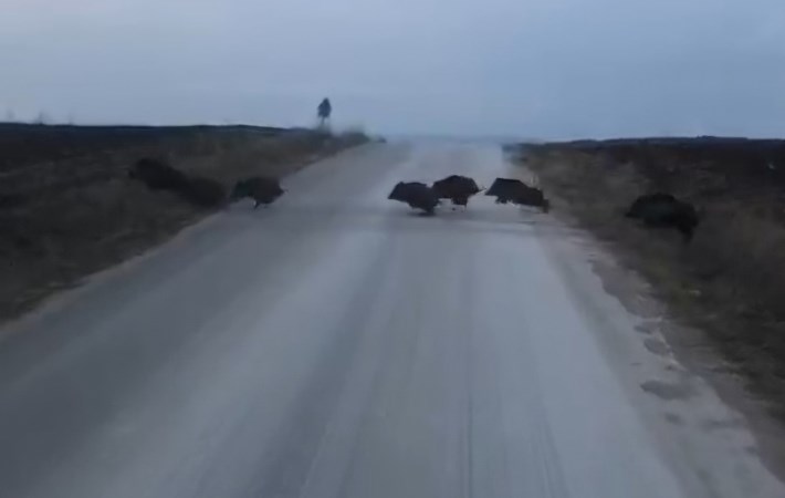 Domuzlar sürü halinde dolaşıyor