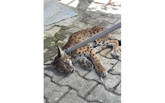 Ekipler, vaşağı kontrollü bir şekilde yakalayarak güvenli bir bölgeye aldı