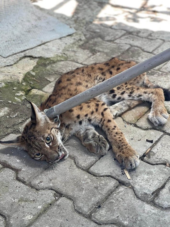 Ekipler, vaşağı kontrollü bir şekilde yakalayarak güvenli bir bölgeye aldı