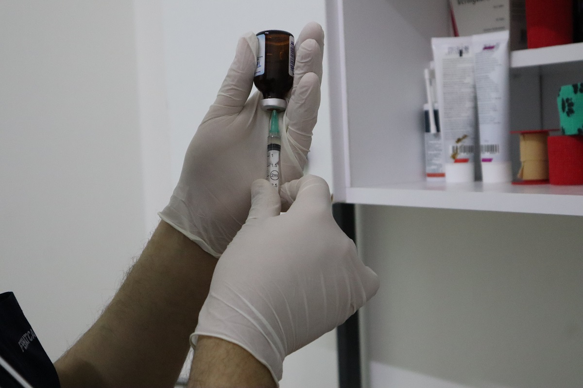 Evcil hayvanlarda iç ve dış parazit uygulamaları zamanında yapılmalı