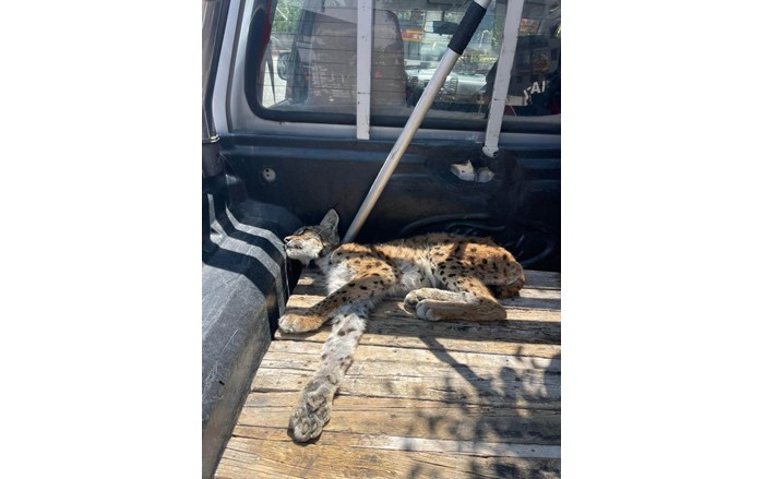 İskilip ilçesi Tabakhane Mahallesi’ndeki müstakil bir evin bahçesine giren vaşak paniğe yolaçtı (1)