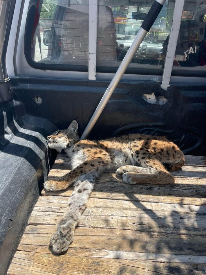 İskilip ilçesi Tabakhane Mahallesi’ndeki müstakil bir evin bahçesine giren vaşak paniğe yolaçtı (1)