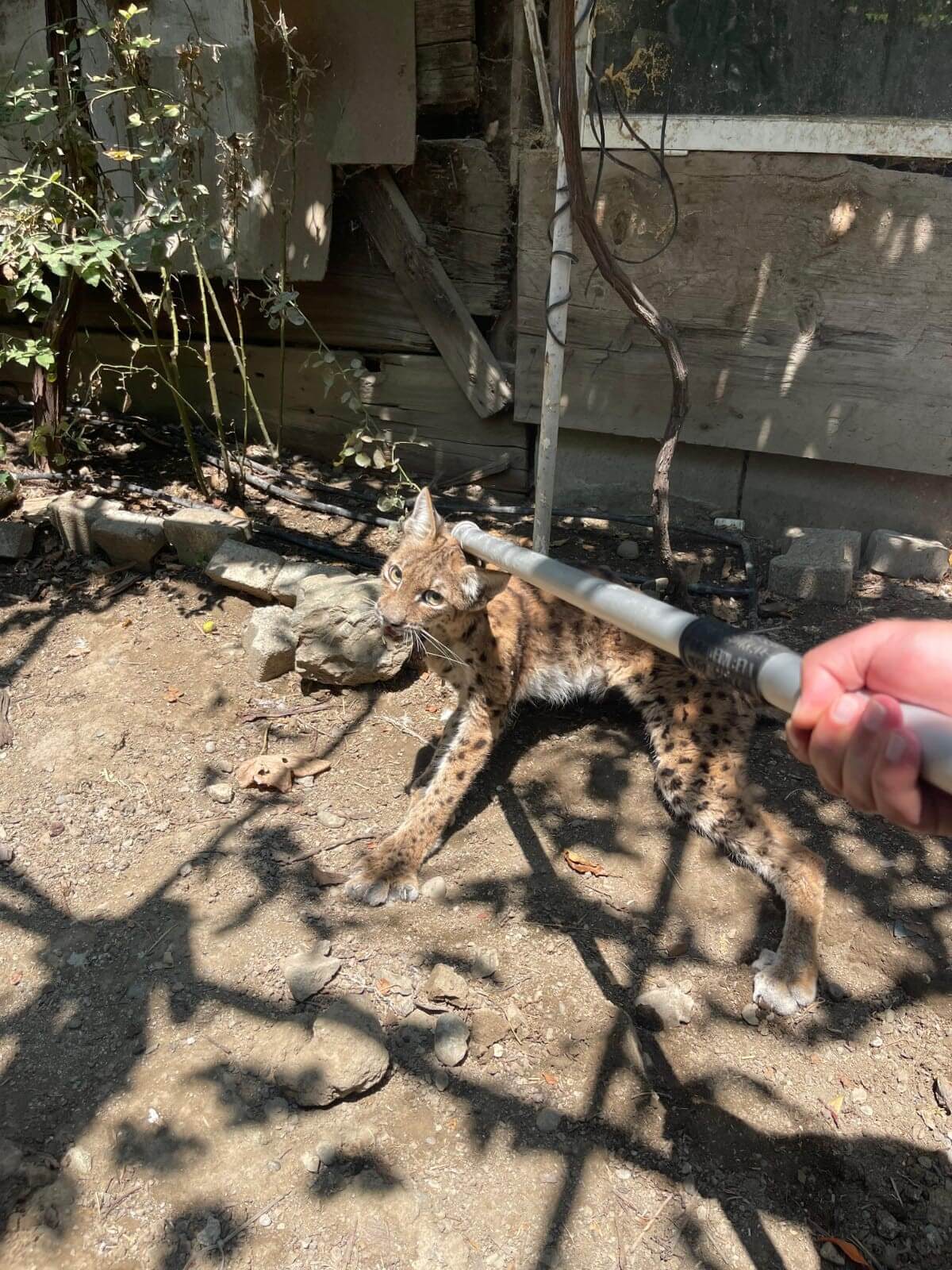 İskilip ilçesi Tabakhane Mahallesi’ndeki müstakil bir evin bahçesine giren vaşak paniğe yolaçtı (3)