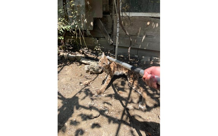 İskilip ilçesi Tabakhane Mahallesi’ndeki müstakil bir evin bahçesine giren vaşak paniğe yolaçtı (3)