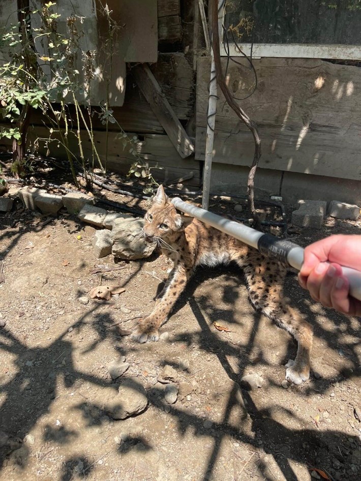 İskilip ilçesi Tabakhane Mahallesi’ndeki müstakil bir evin bahçesine giren vaşak paniğe yolaçtı (3)