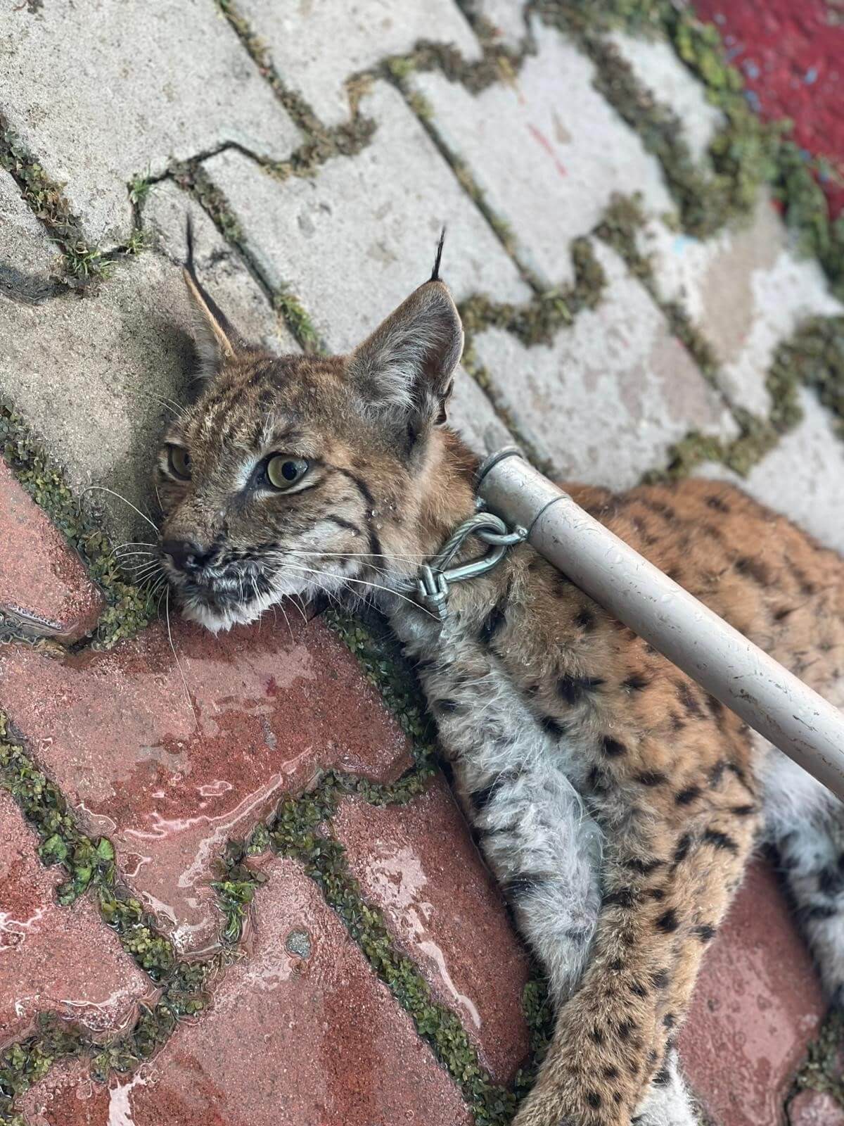 İskilip ilçesinde bir evin bahçesine giren vaşak, 5 tavuğu telef etti (2)