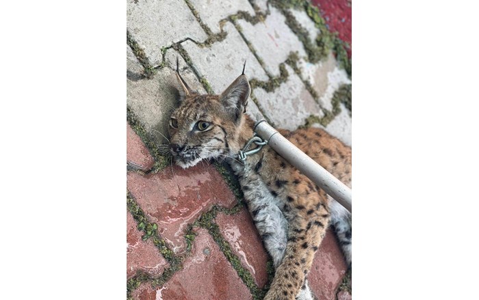 İskilip ilçesinde bir evin bahçesine giren vaşak, 5 tavuğu telef etti (2)