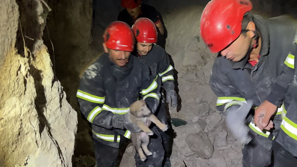 İtfaiye 2024’te 266 hayvanı kurtardı