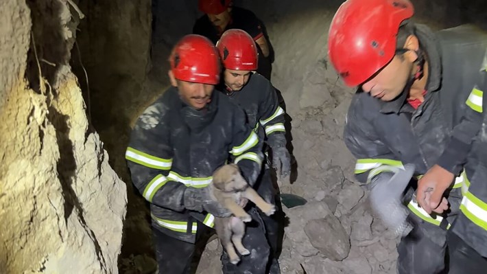 İtfaiye 2024’te 266 hayvanı kurtardı