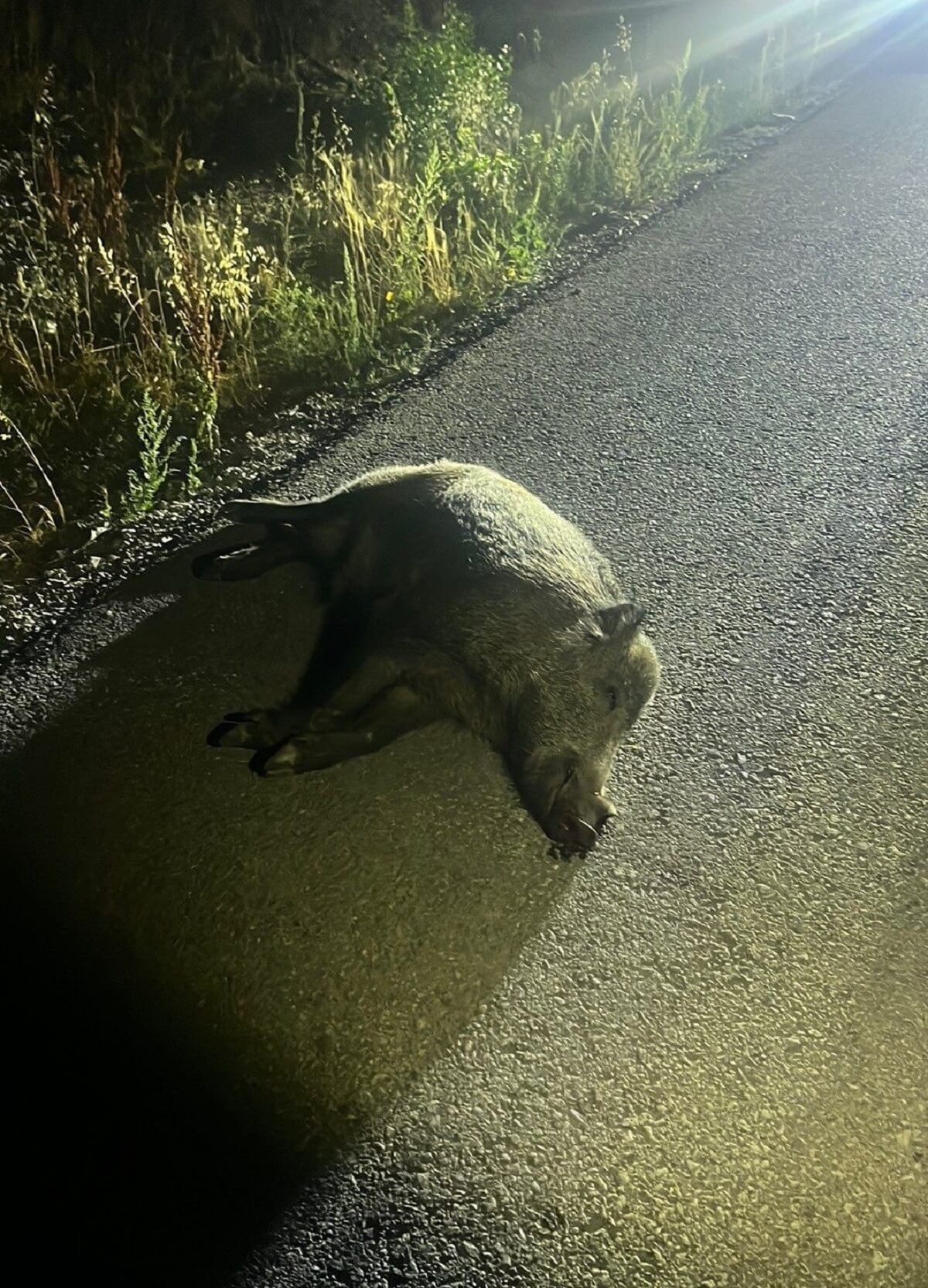 Kazada yaban domuzu telef oldu