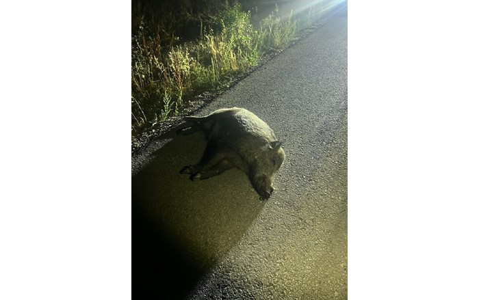 Kazada yaban domuzu telef oldu