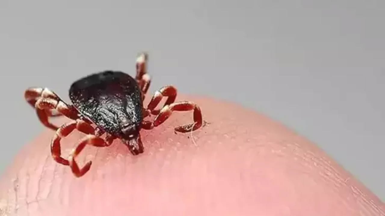 Kene, Çorum'da can aldı