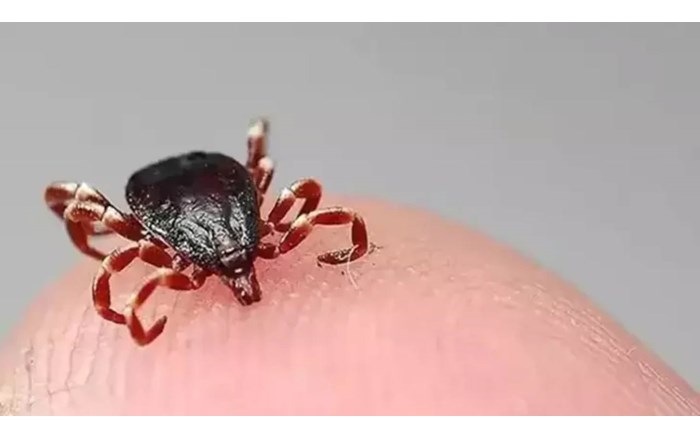 Kene, Çorum'da can aldı