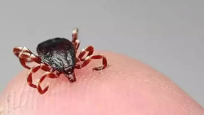 Kene, Çorum'da can aldı