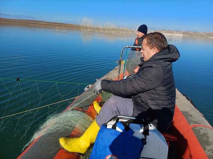 Koçhisar Barajında hayalet ağa takılan balıklar, tekrar suya salındı (3)