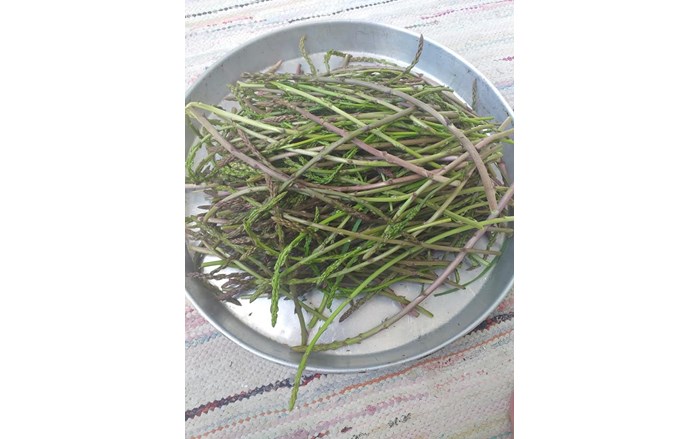 Kuşkonmaz, Çorum'da birçok köyde bolca yetişiyor (1)