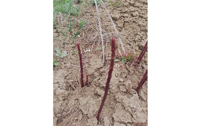 Kuşkonmaz, Çorum'da birçok köyde bolca yetişiyor (2)