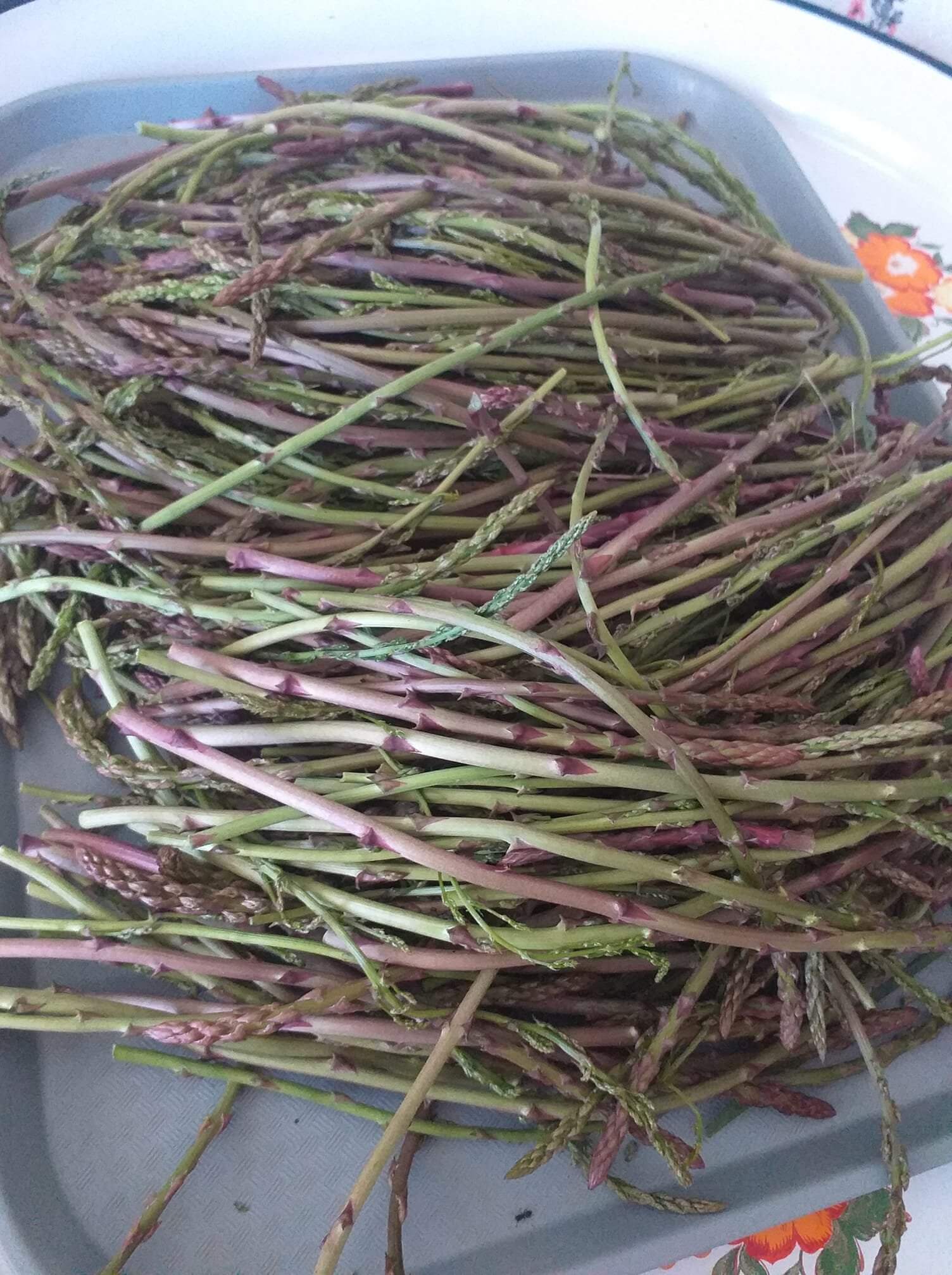 Kuşkonmaz, Çorum'da birçok köyde bolca yetişiyor (2)