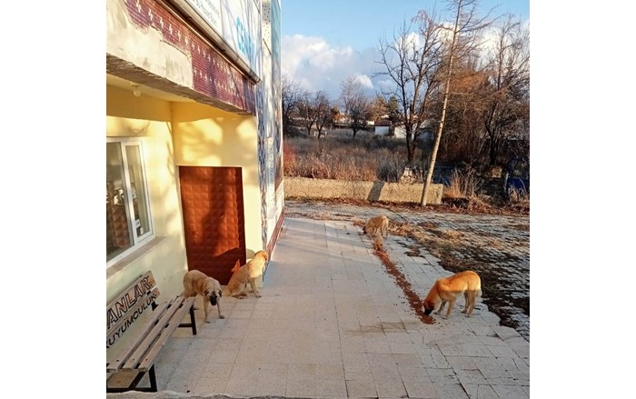 Mollahasan köyü sakinlerinden Zeki Aydaş, hayırsever dostları ile birlikte sahipsiz sokak hayvanlarının imdadına yetişiyor (1)