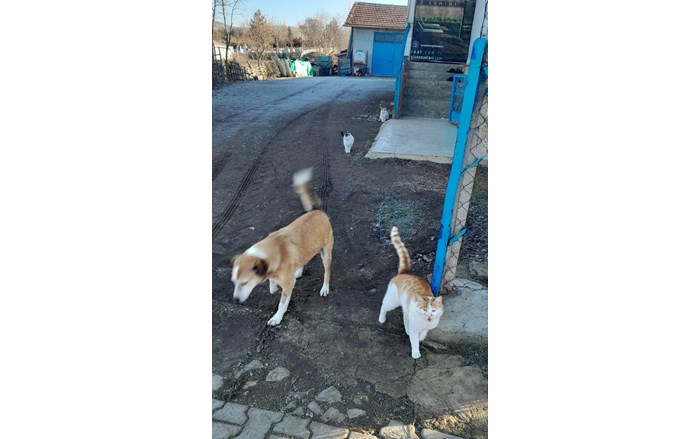 Mollahasan köyü sakinlerinden Zeki Aydaş, hayırsever dostları ile birlikte sahipsiz sokak hayvanlarının imdadına yetişiyor (10)