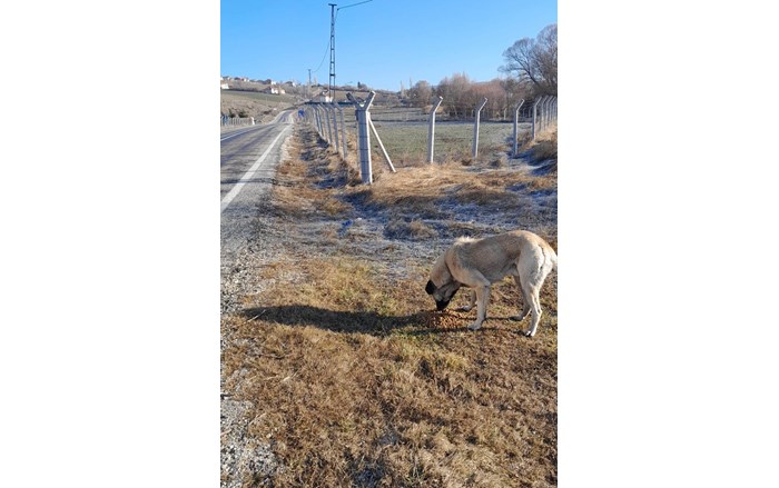 Mollahasan köyü sakinlerinden Zeki Aydaş, hayırsever dostları ile birlikte sahipsiz sokak hayvanlarının imdadına yetişiyor (12)