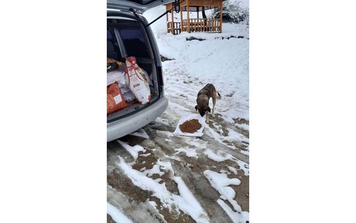 Mollahasan köyü sakinlerinden Zeki Aydaş, hayırsever dostları ile birlikte sahipsiz sokak hayvanlarının imdadına yetişiyor (13)