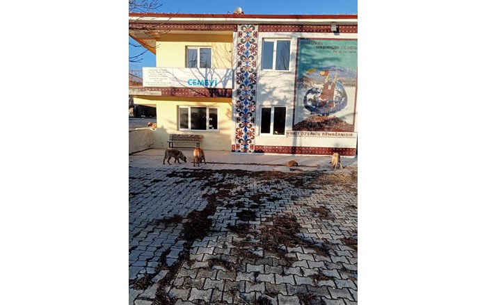 Mollahasan köyü sakinlerinden Zeki Aydaş, hayırsever dostları ile birlikte sahipsiz sokak hayvanlarının imdadına yetişiyor (3)