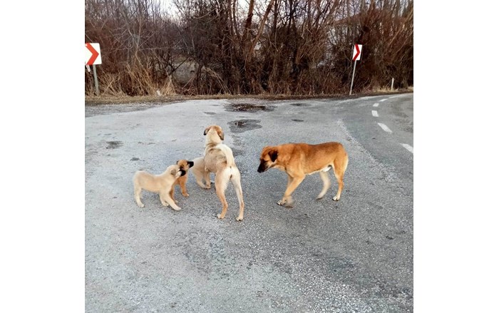 Mollahasan köyü sakinlerinden Zeki Aydaş, hayırsever dostları ile birlikte sahipsiz sokak hayvanlarının imdadına yetişiyor (4)