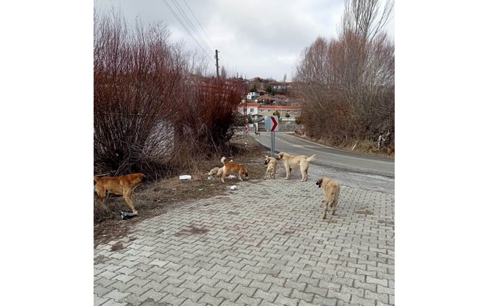 Mollahasan köyü sakinlerinden Zeki Aydaş, hayırsever dostları ile birlikte sahipsiz sokak hayvanlarının imdadına yetişiyor (5)
