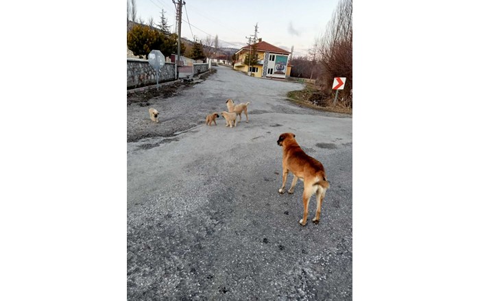 Mollahasan köyü sakinlerinden Zeki Aydaş, hayırsever dostları ile birlikte sahipsiz sokak hayvanlarının imdadına yetişiyor (6)