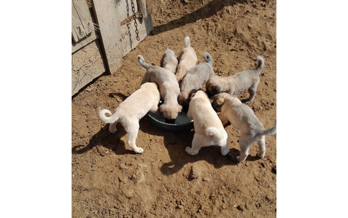 Mollahasan köyü sakinlerinden Zeki Aydaş, hayırsever dostları ile birlikte sahipsiz sokak hayvanlarının imdadına yetişiyor (9)