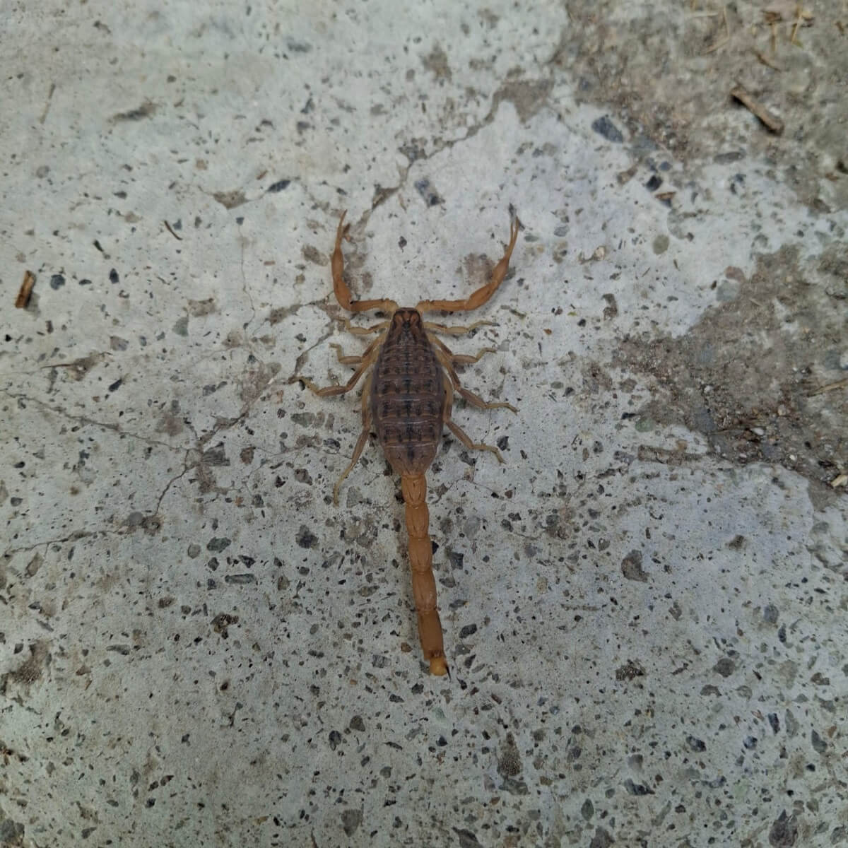 Osmancık İlçesi Çampınar Köyü Pelitpınar Mahallesi'nde zehirli akrep görüldü (2)