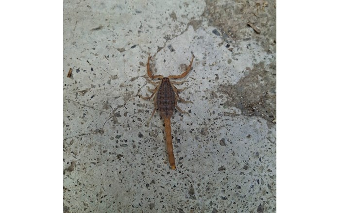 Osmancık İlçesi Çampınar Köyü Pelitpınar Mahallesi'nde zehirli akrep görüldü (2)