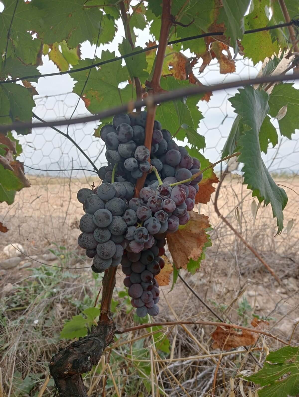 Osmancık Karası Üzümü, Türkiye Tohum Gen Bankasına kaydedildi (2)