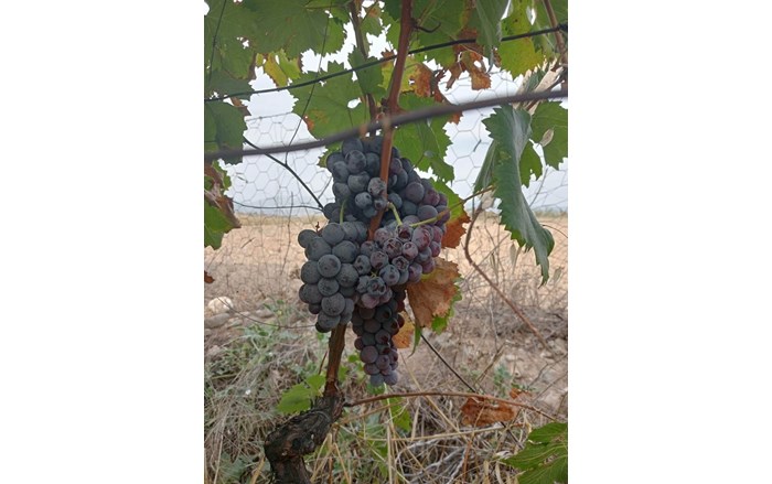 Osmancık Karası Üzümü, Türkiye Tohum Gen Bankasına kaydedildi (2)