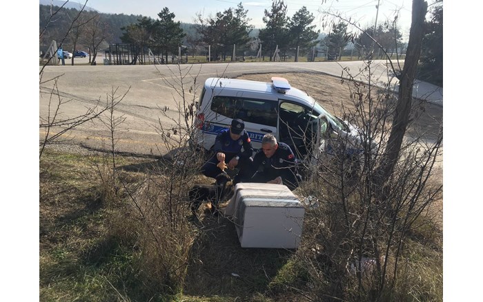sokak hayvanları kışın zor durumda kalıyor