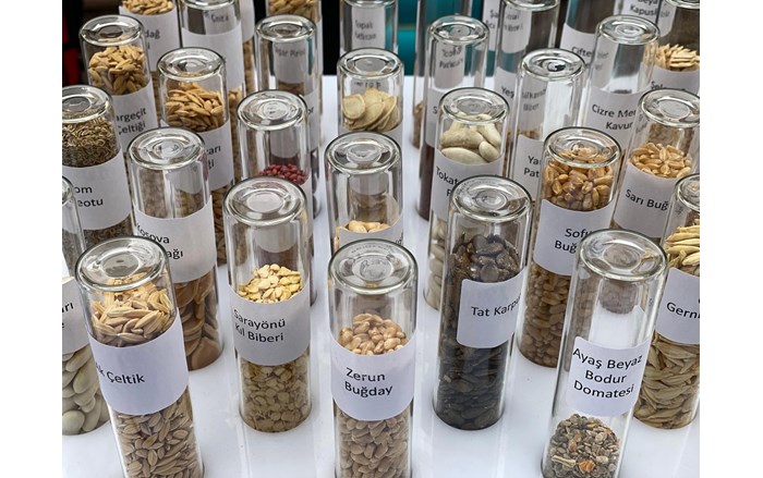 Tarım Kredi Kooperatifleri artık ata tohumu satacak (2)