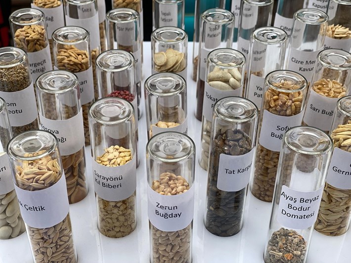 Tarım Kredi Kooperatifleri artık ata tohumu satacak (2)