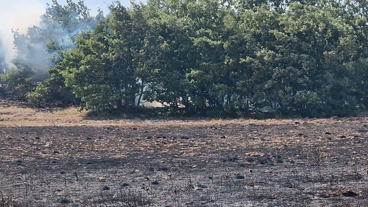 Tarlada çıkan yangında 200 dönüm ekili arazi kül oldu (2)