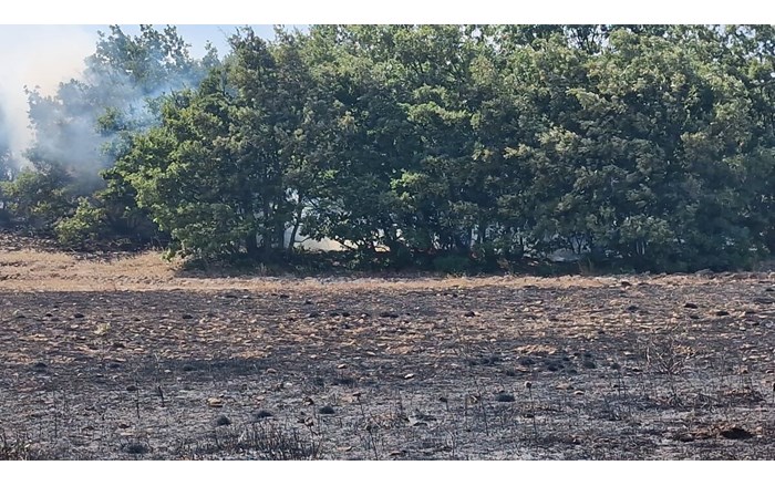 Tarlada çıkan yangında 200 dönüm ekili arazi kül oldu (2)