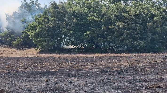 Tarlada çıkan yangında 200 dönüm ekili arazi kül oldu (2)