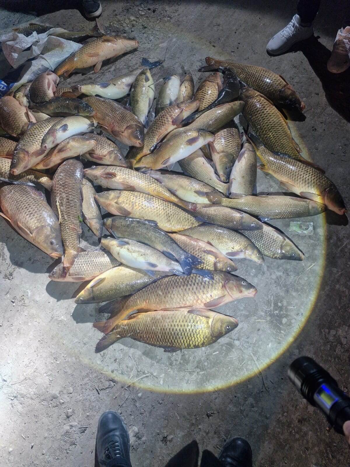 Yakalanan balıklar, nehre tekrar bırakıldı