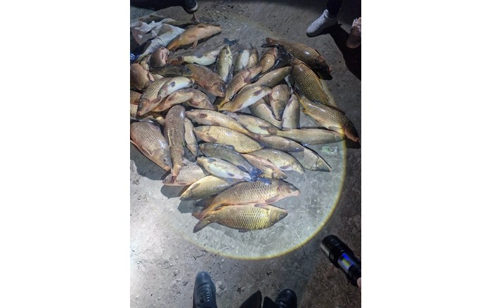 Yakalanan balıklar, nehre tekrar bırakıldı