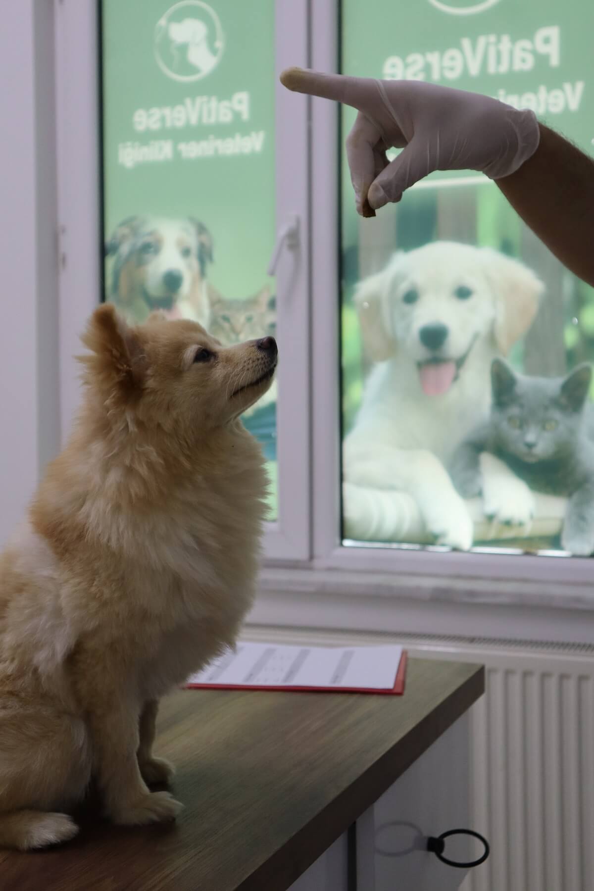 Yaz mevsiminin gelmesiyle birlikte evcil hayvanlarda kene, uyuz ve parazit vakalarında artış yaşanıyor (2)