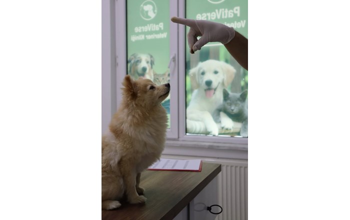 Yaz mevsiminin gelmesiyle birlikte evcil hayvanlarda kene, uyuz ve parazit vakalarında artış yaşanıyor (2)