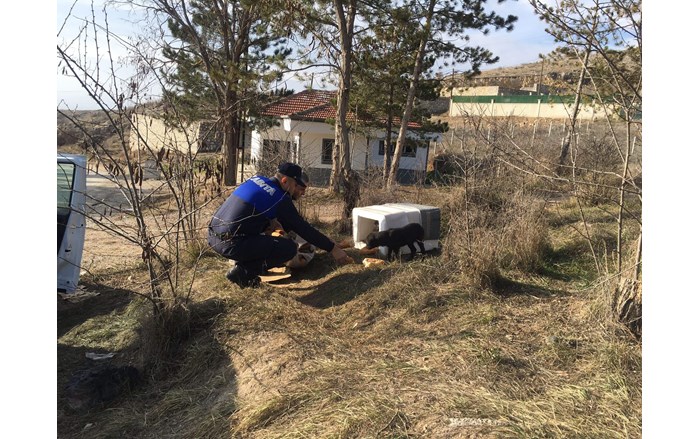Zabıta ekipleri, sokak hayvanlarını unutmadı