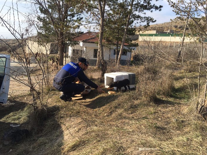 Zabıta ekipleri, sokak hayvanlarını unutmadı